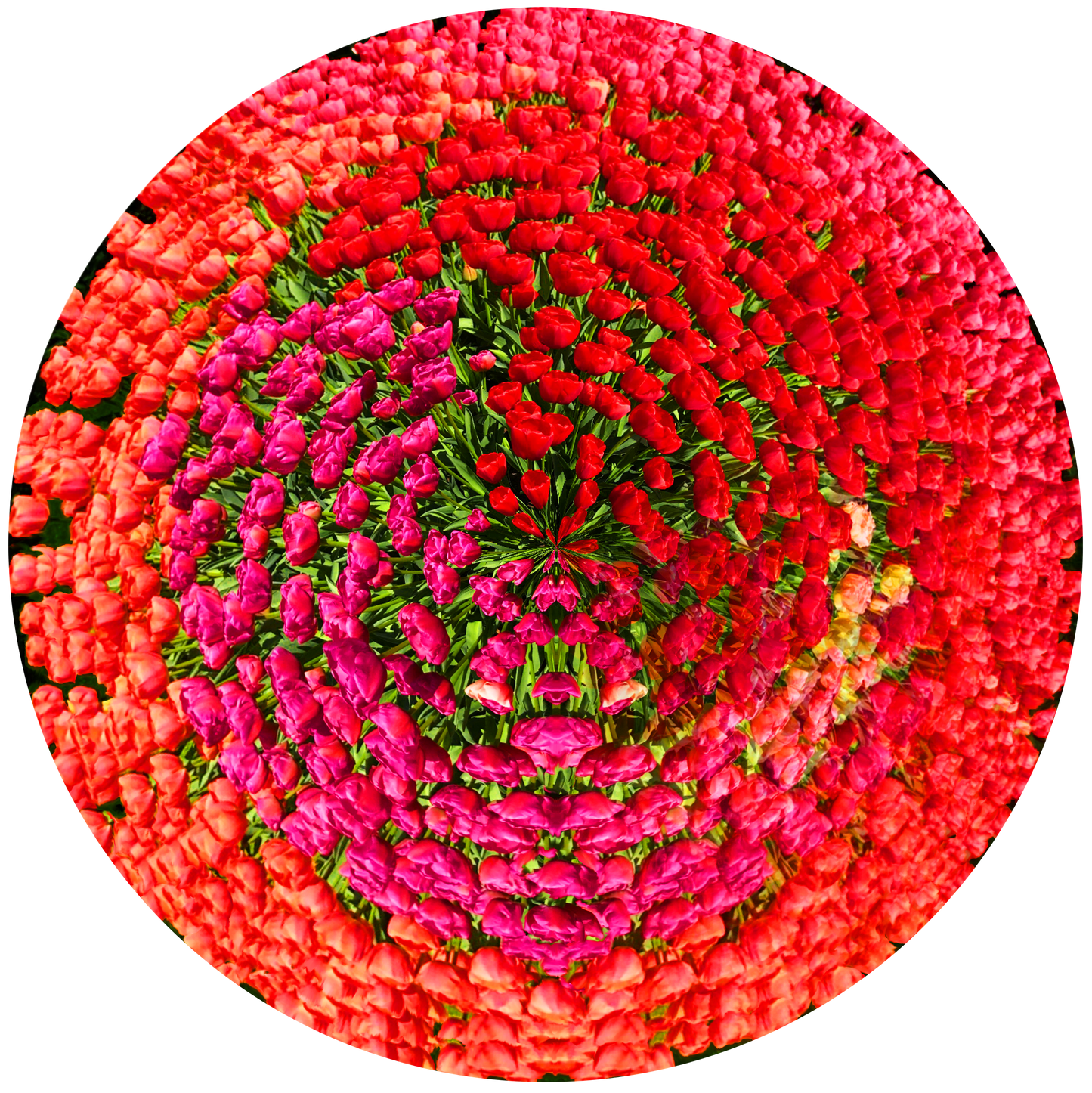 Tulips Fields, Netherlands