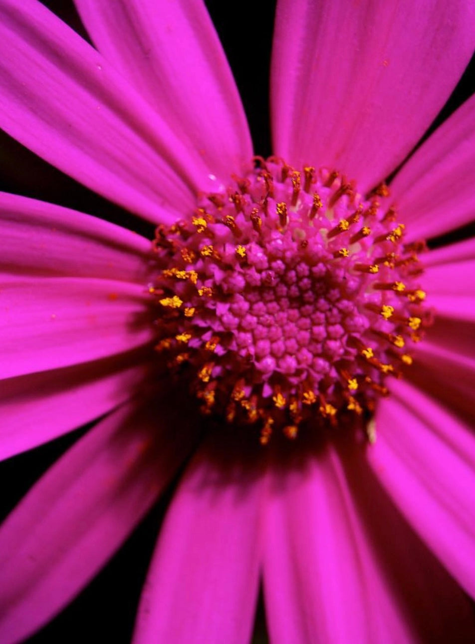 Flora — The art of stillness.