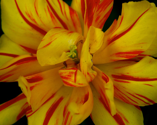 Yellow Parrot Tulip