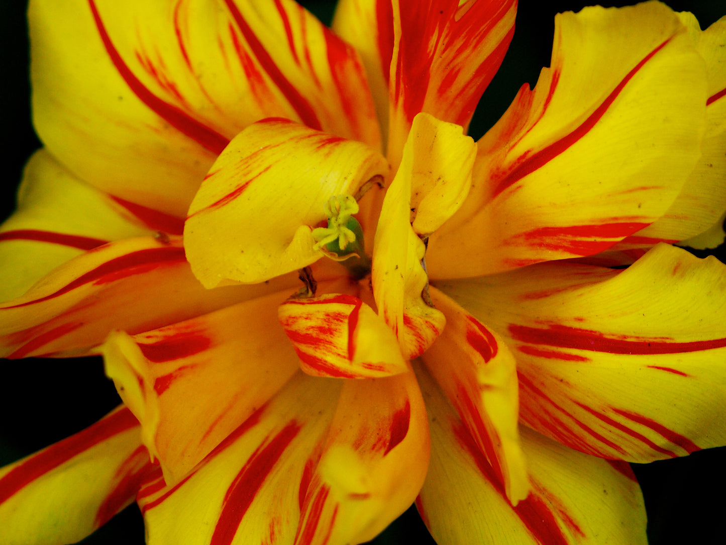 Yellow Parrot Tulip