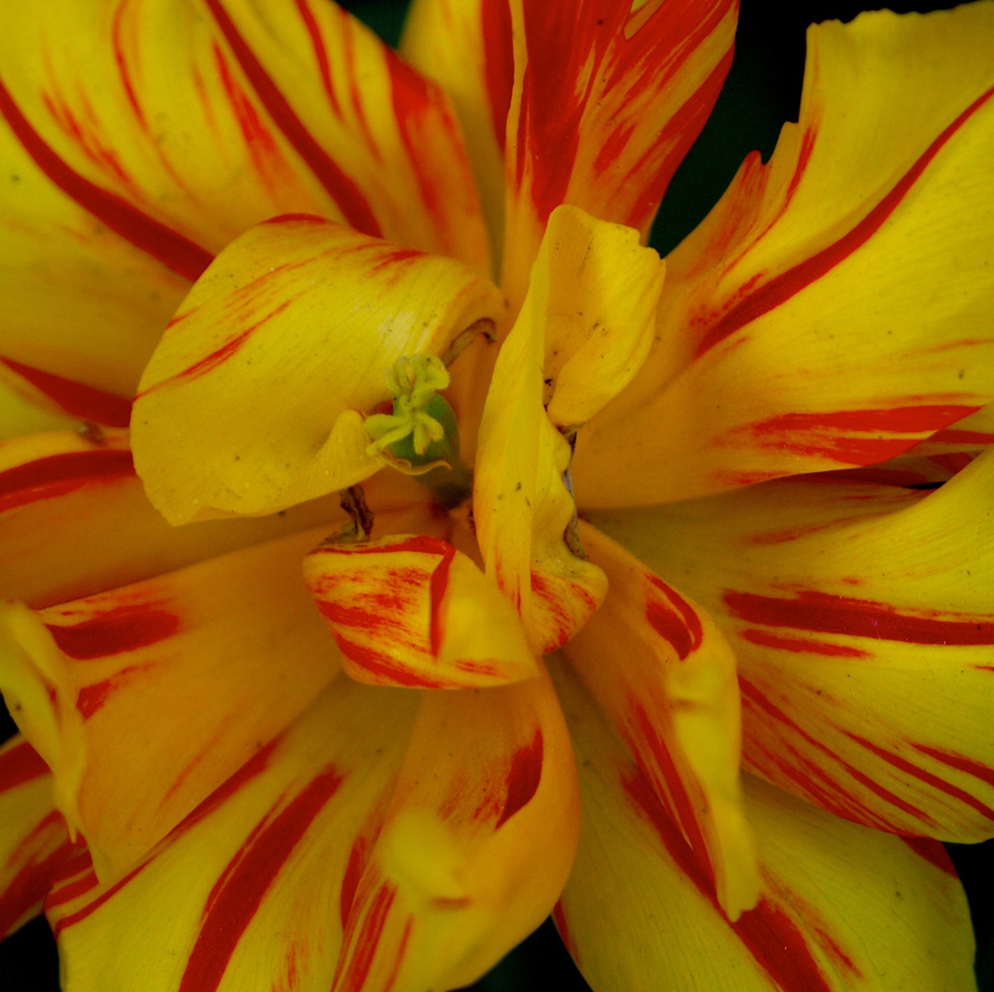 Yellow Parrot Tulip