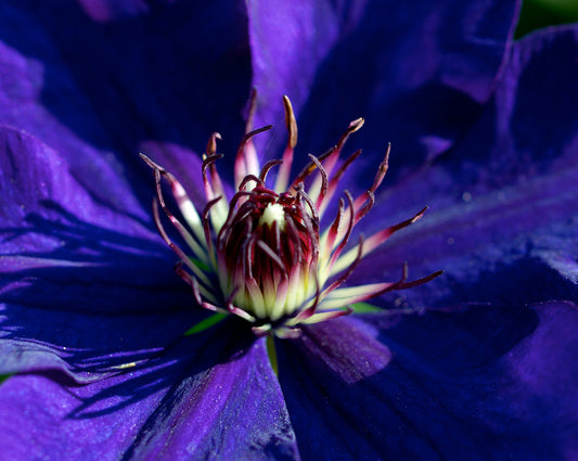 Purple Clematis