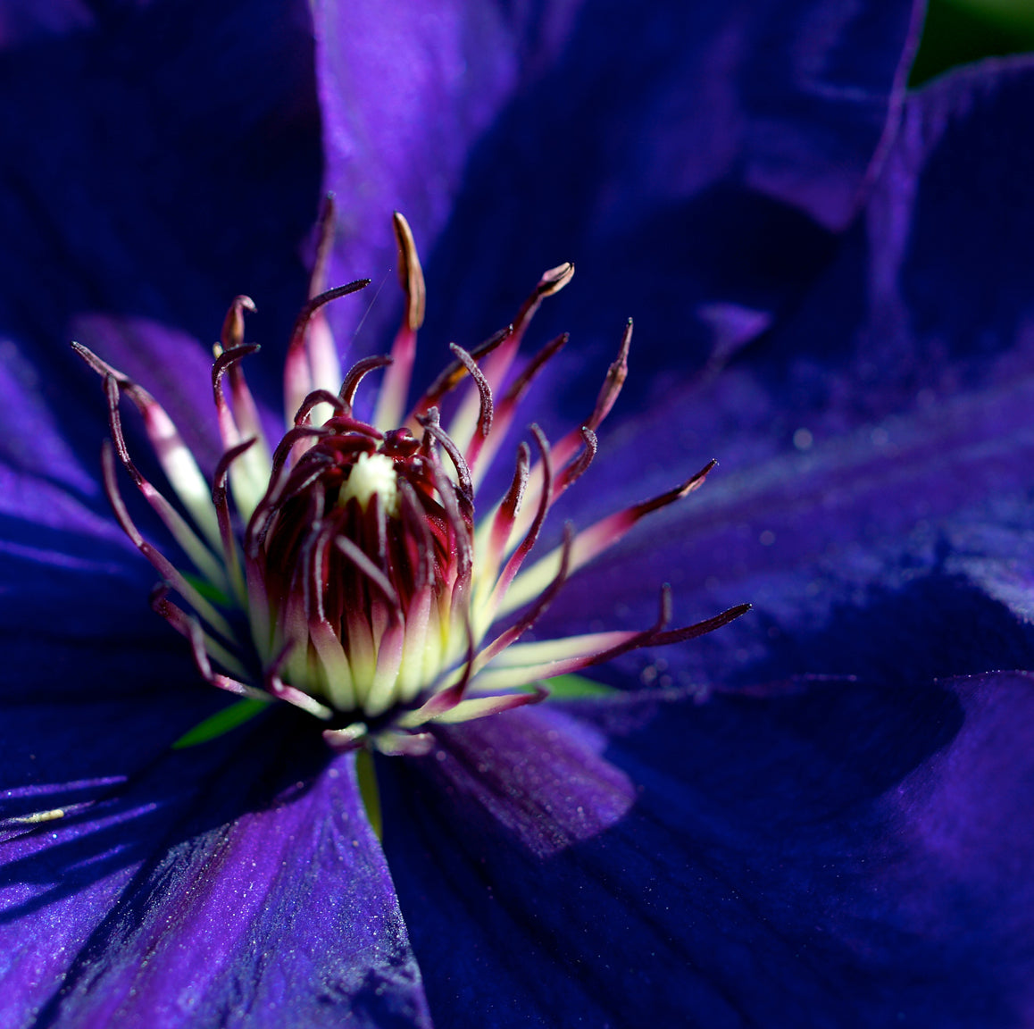 Purple Clematis