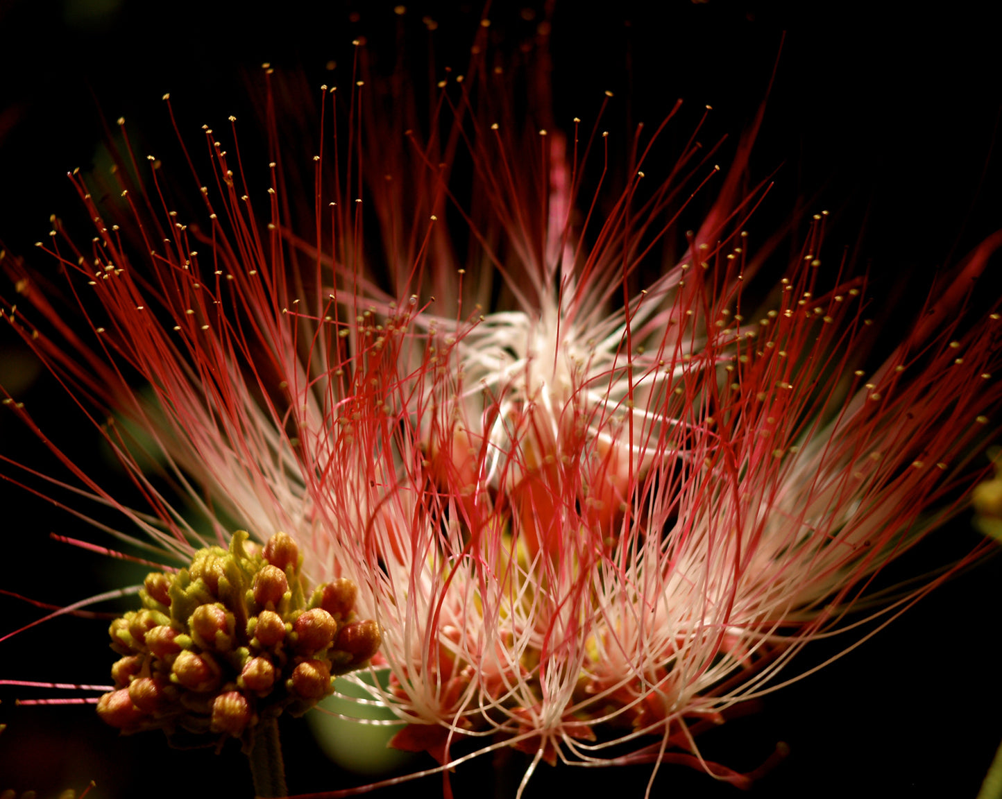 Calliandra 