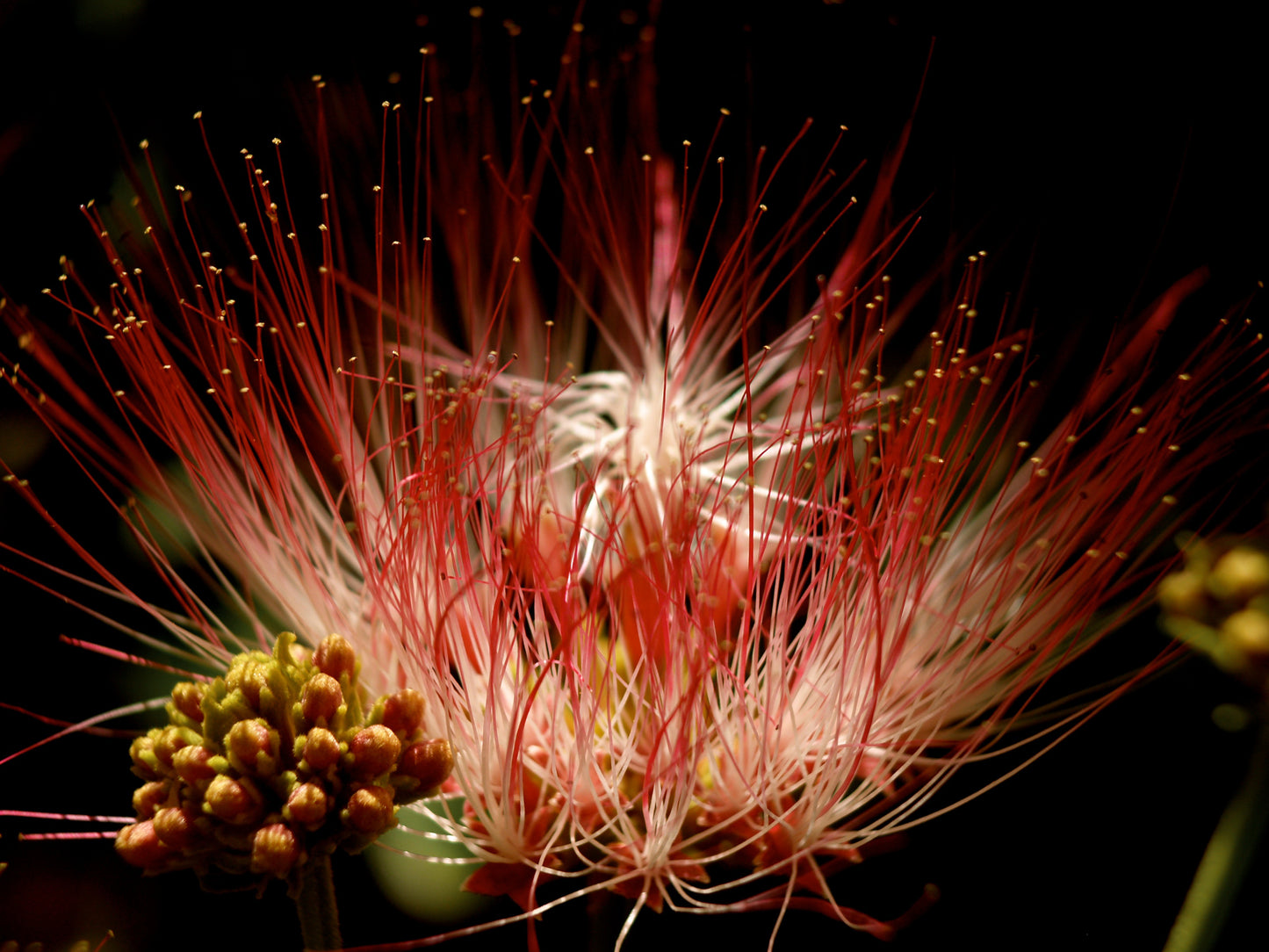 Calliandra 