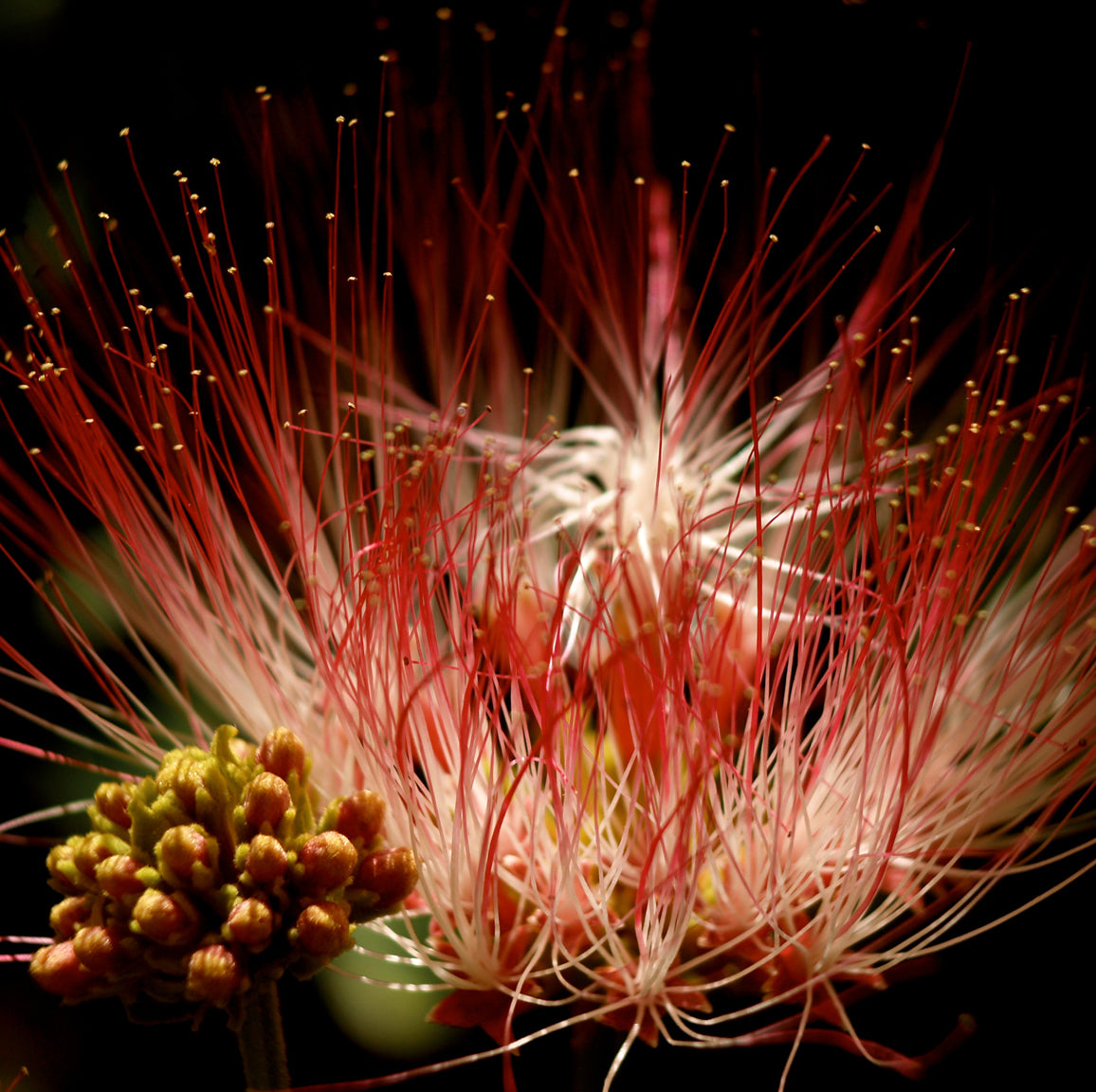 Calliandra 