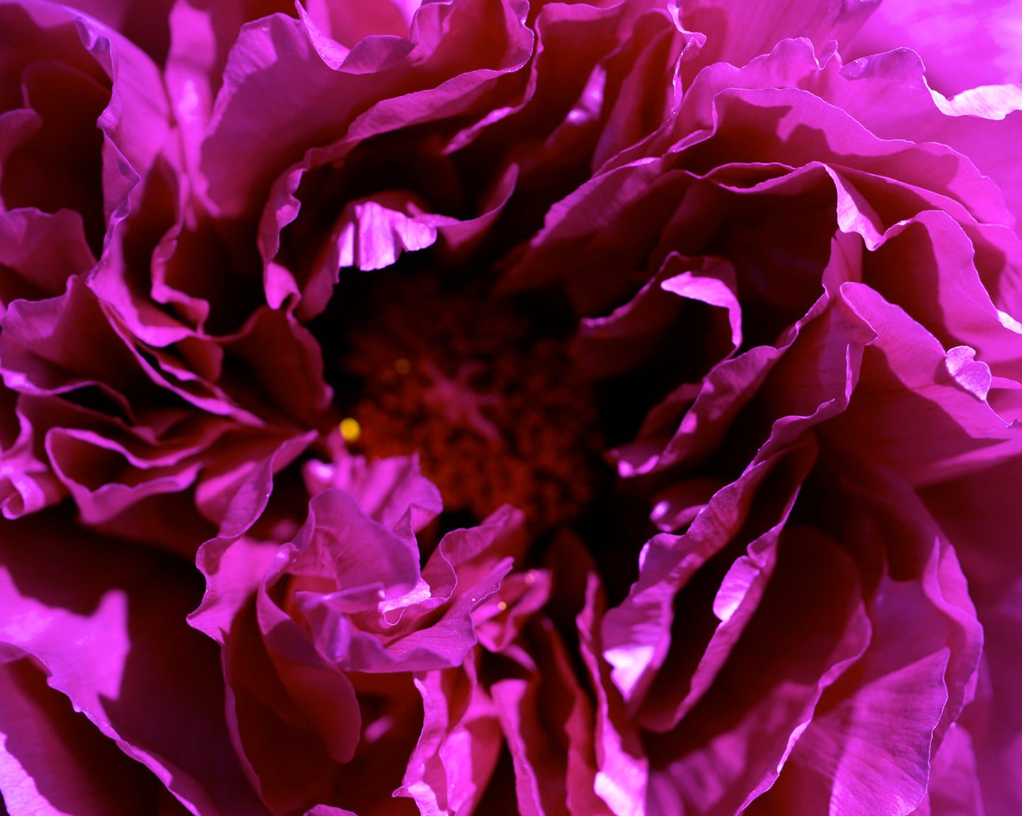 Purple Peony