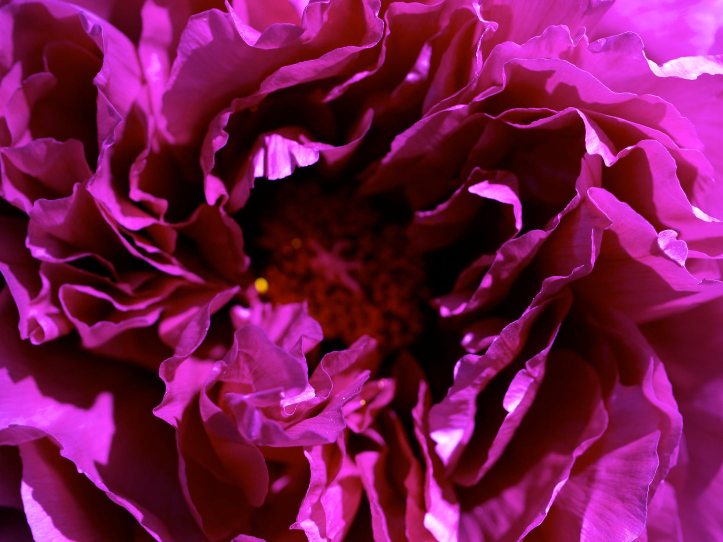 Purple Peony