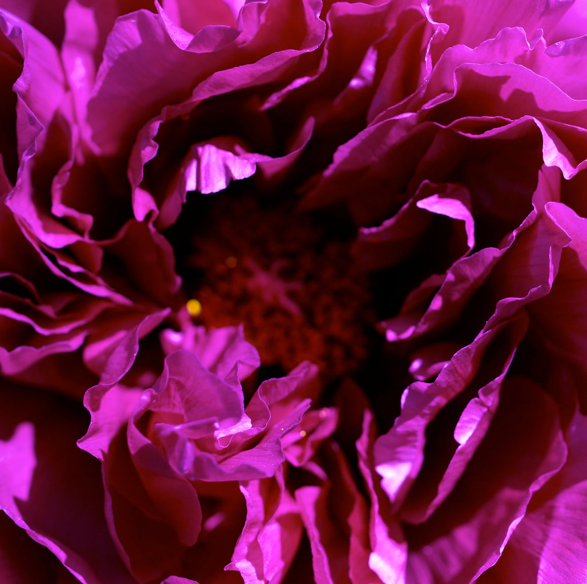 Purple Peony