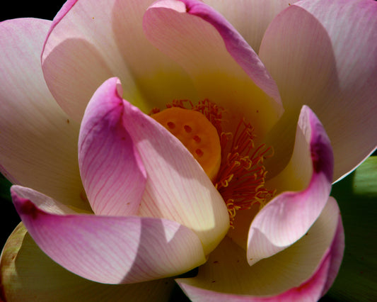 Pink Lotus