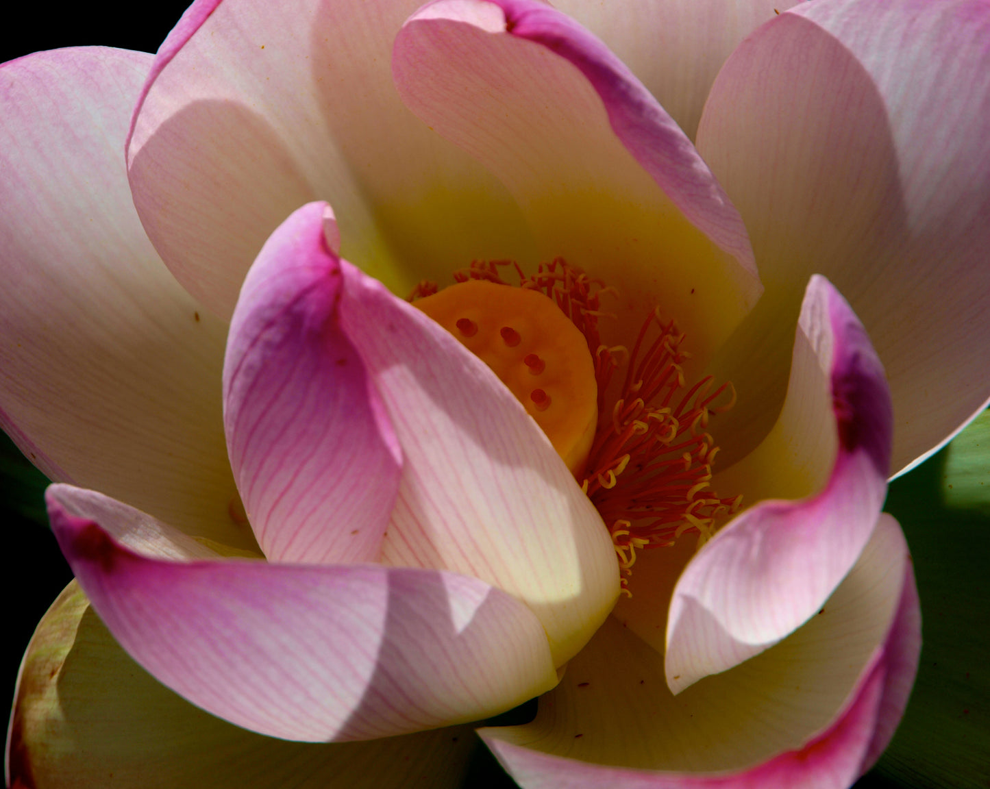 Pink Lotus
