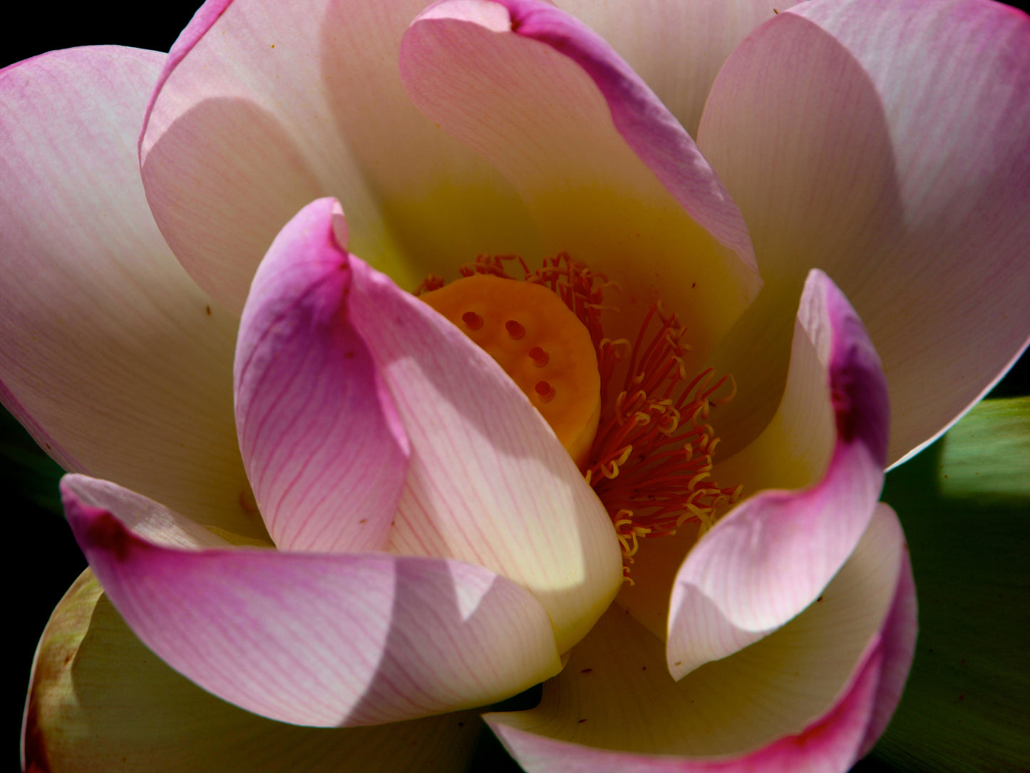 Pink Lotus