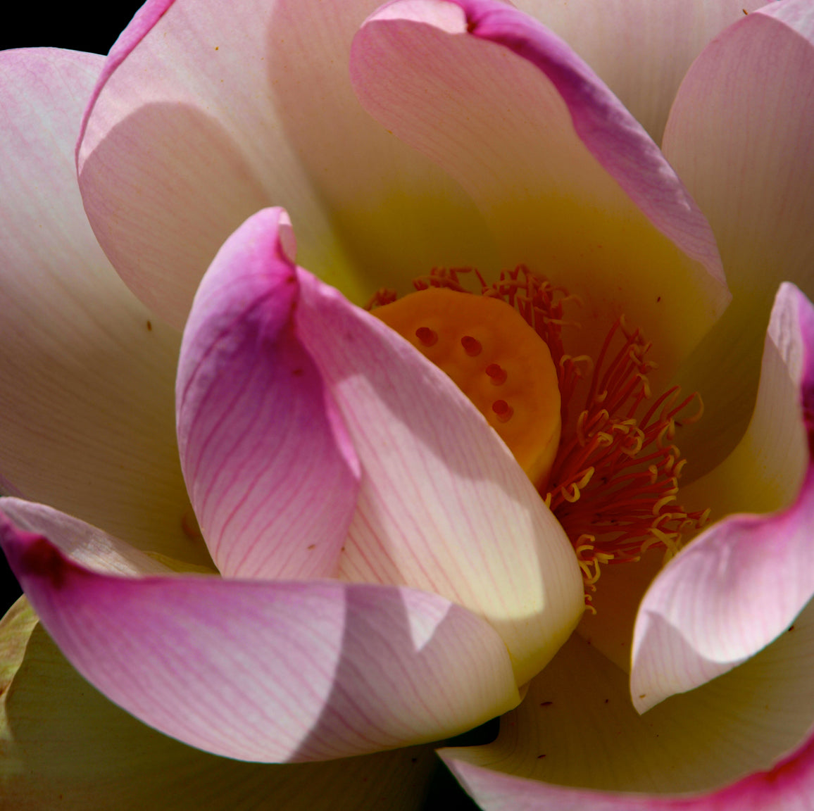 Pink Lotus