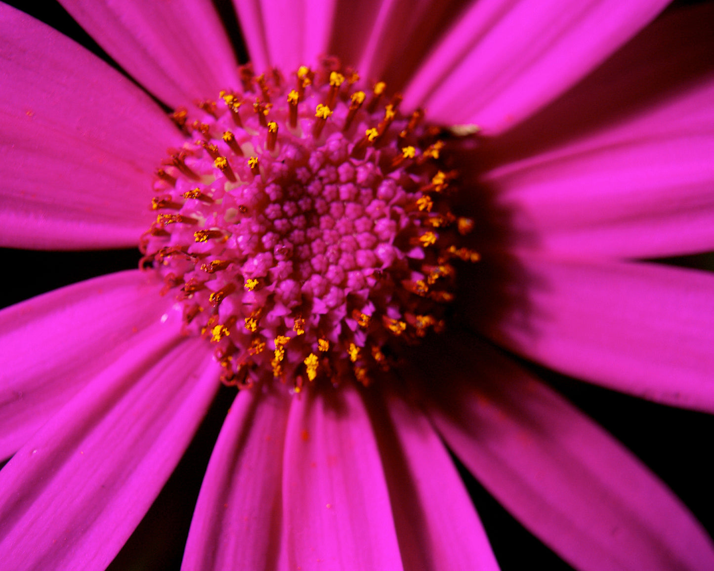 African Daisy