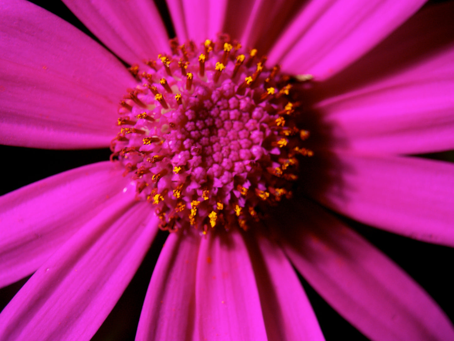 African Daisy