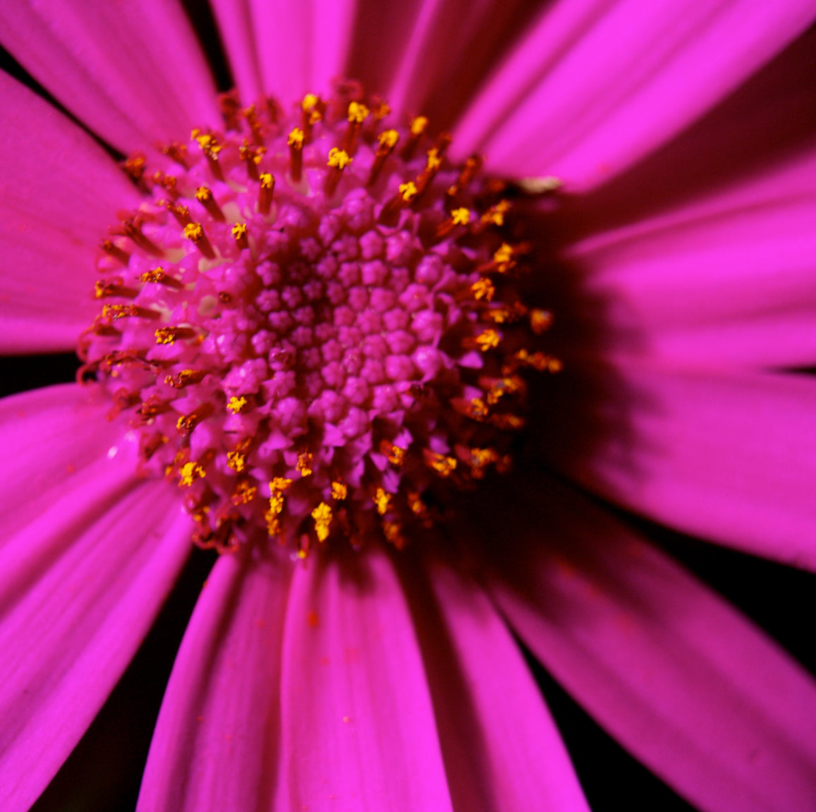 African Daisy