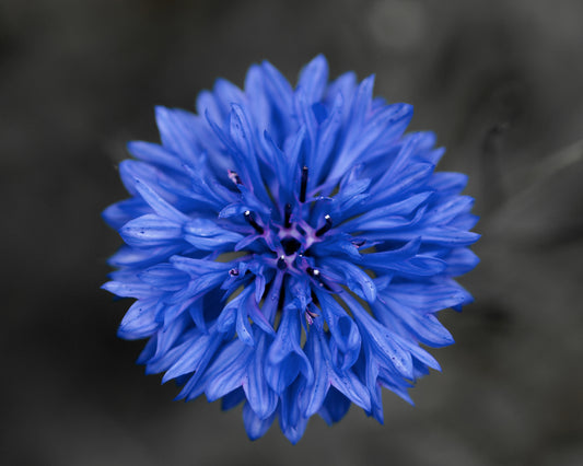 Centaurea