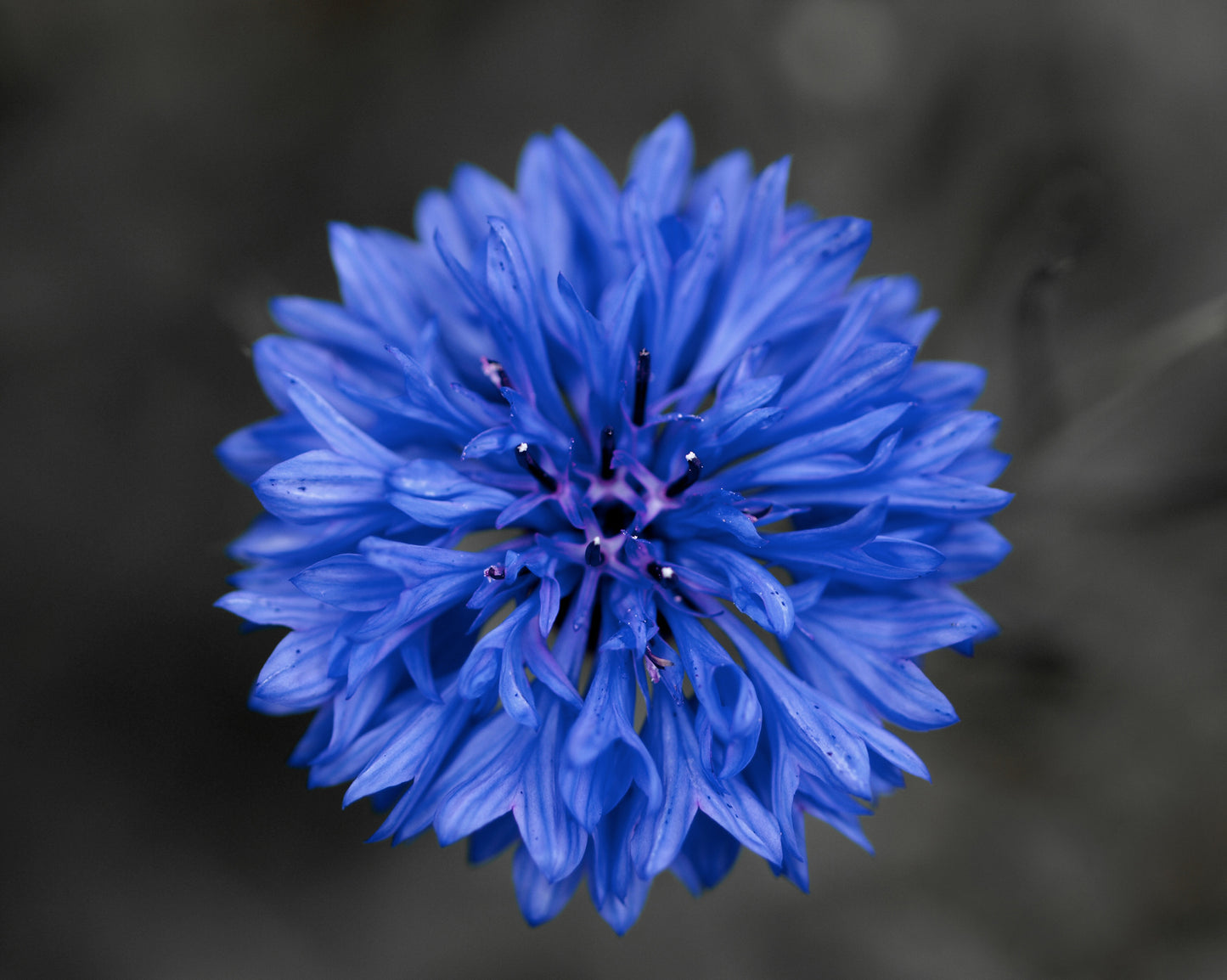 Centaurea