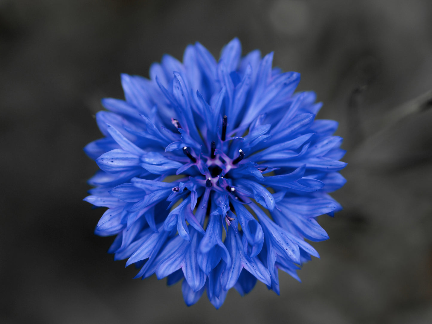 Centaurea