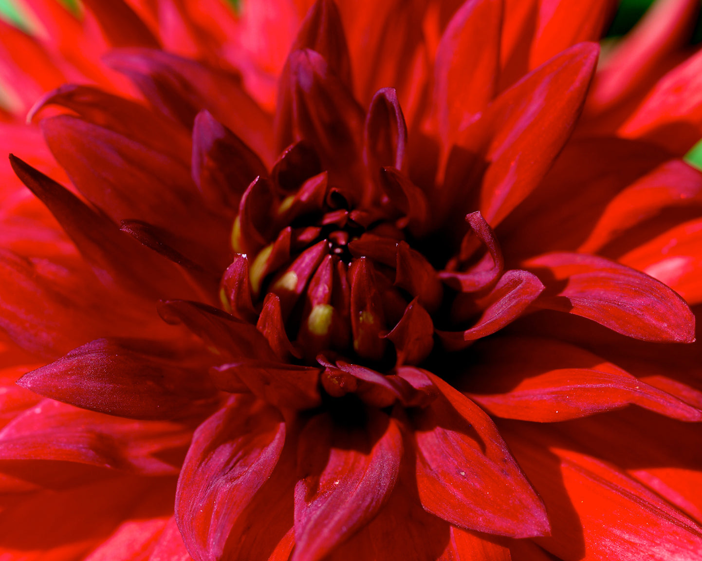 Red Dahlia
