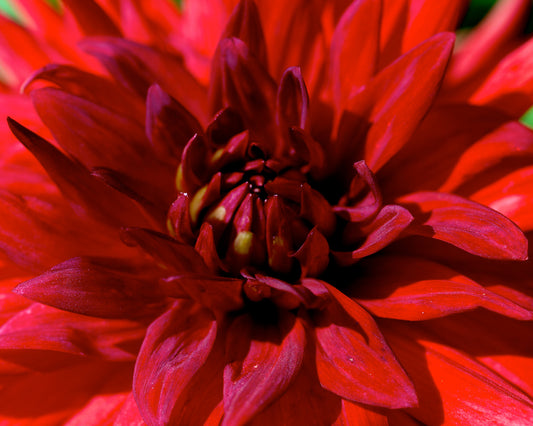 Red Dahlia