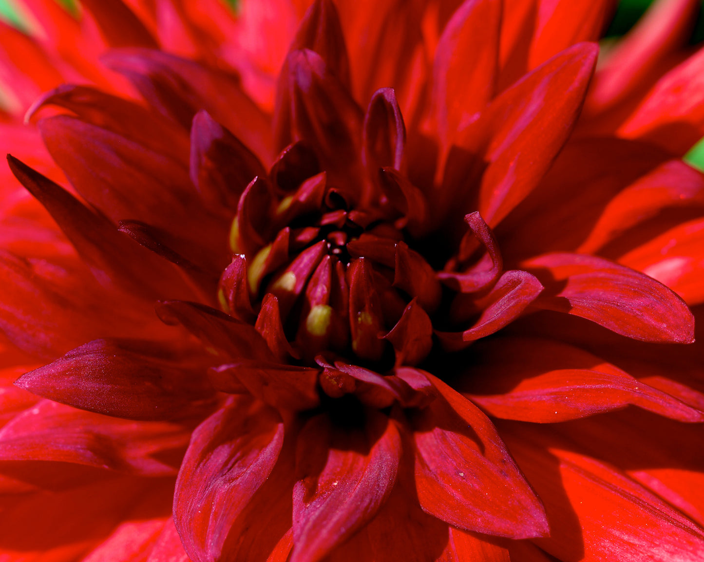 Red Dahlia