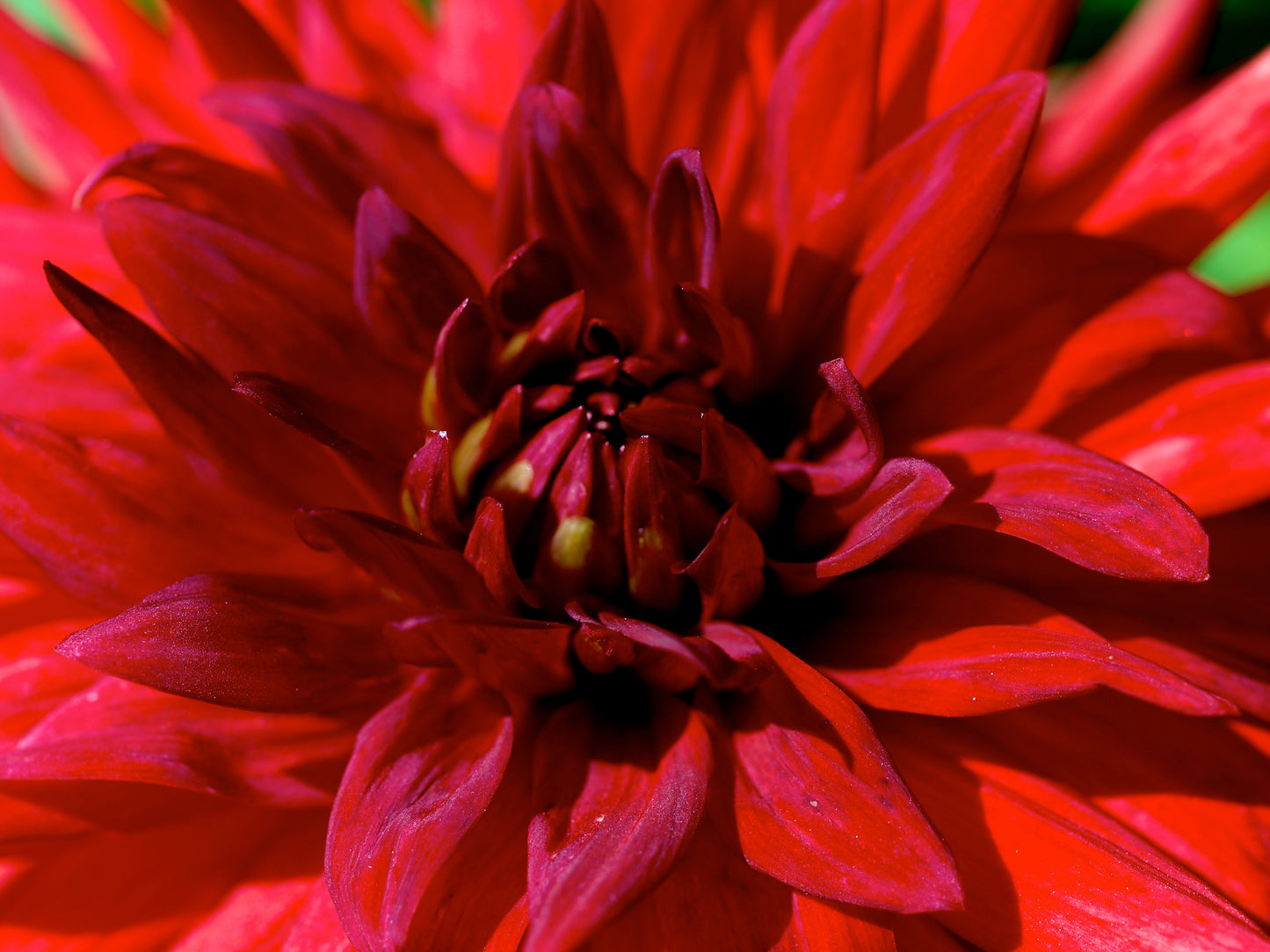 Red Dahlia