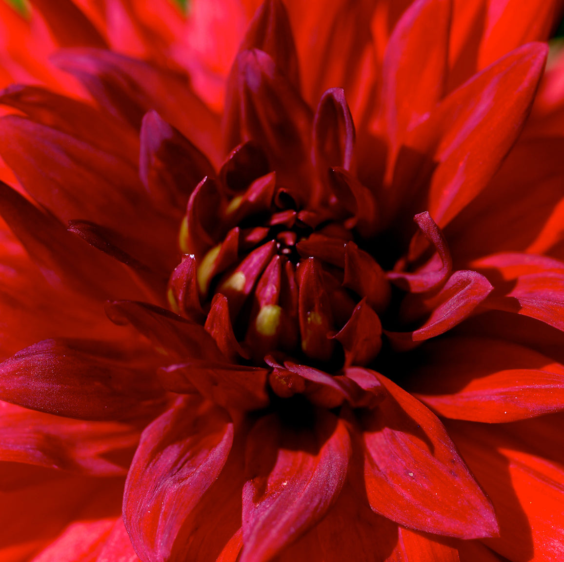 Red Dahlia