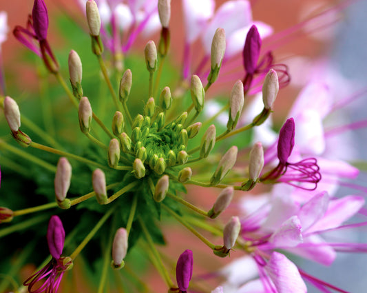 Cleome
