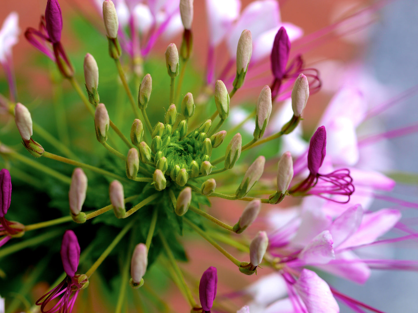 Cleome