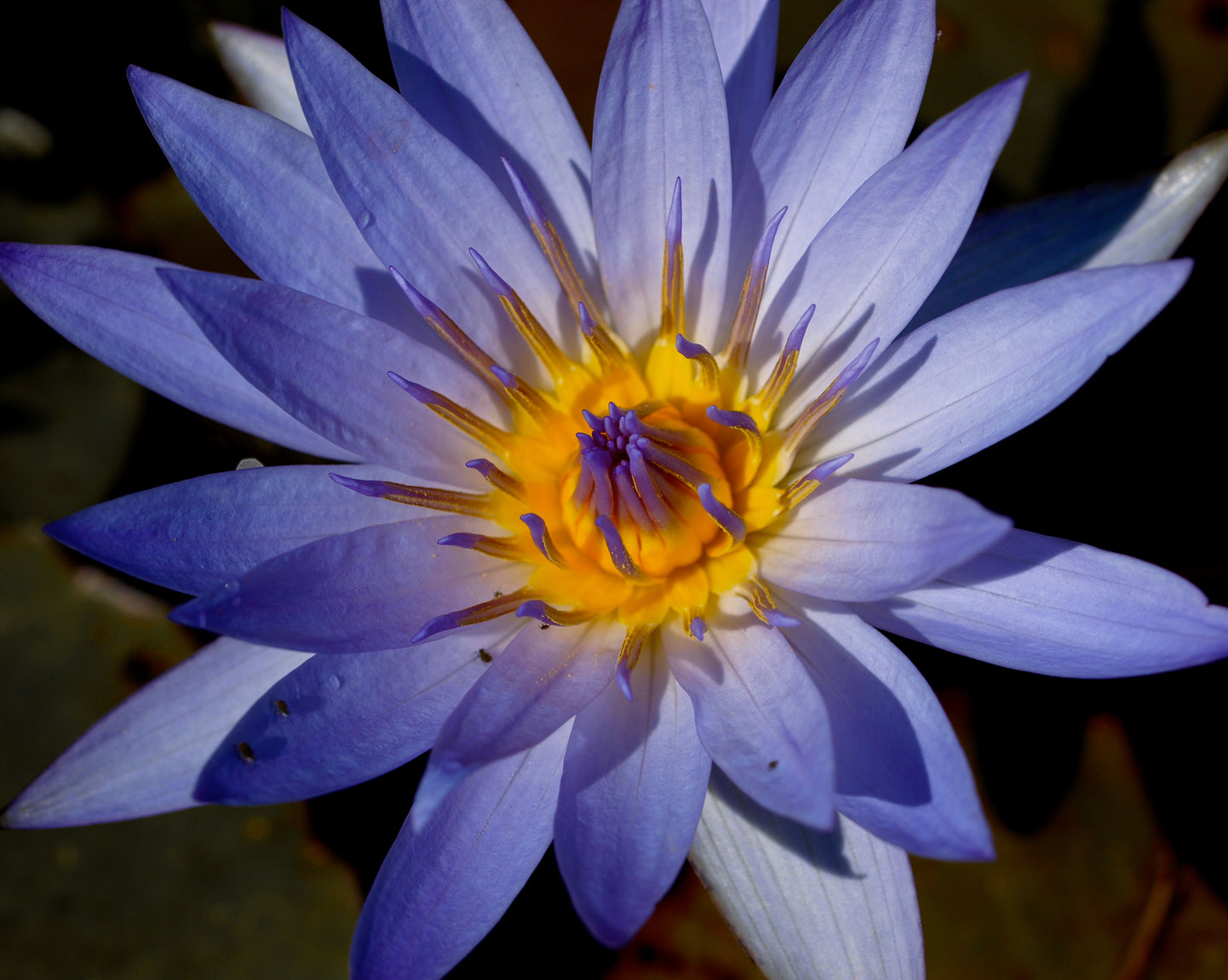 Egyptian Blue Water Lily