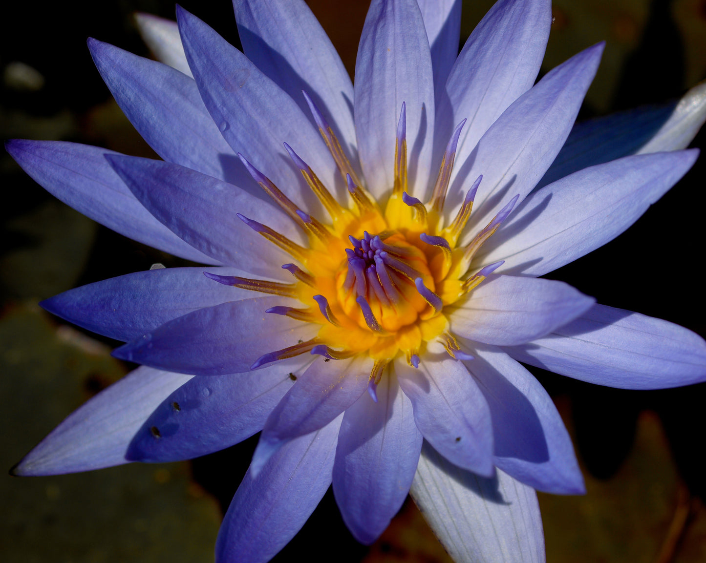 Egyptian Blue Water Lily