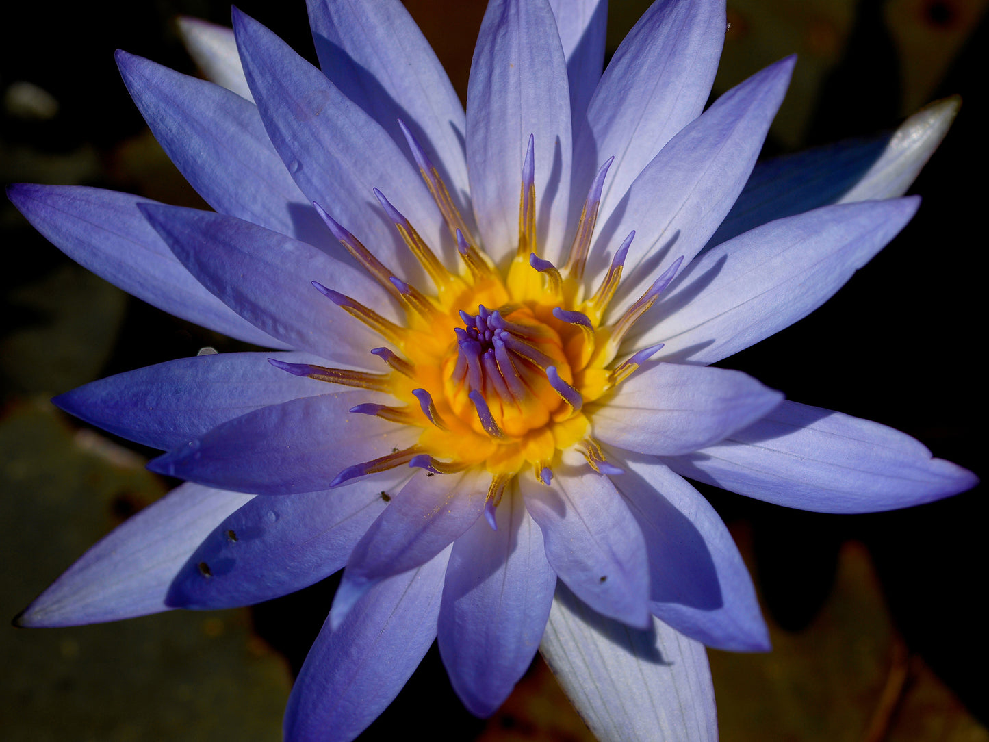 Egyptian Blue Water Lily