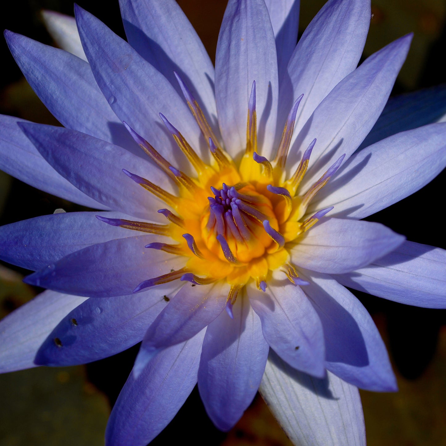 Egyptian Blue Water Lily