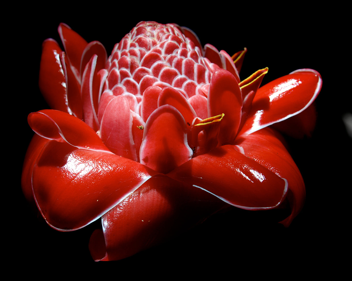 Torch Ginger