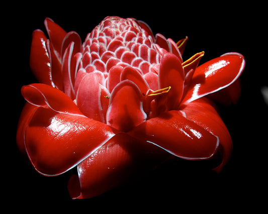Torch Ginger