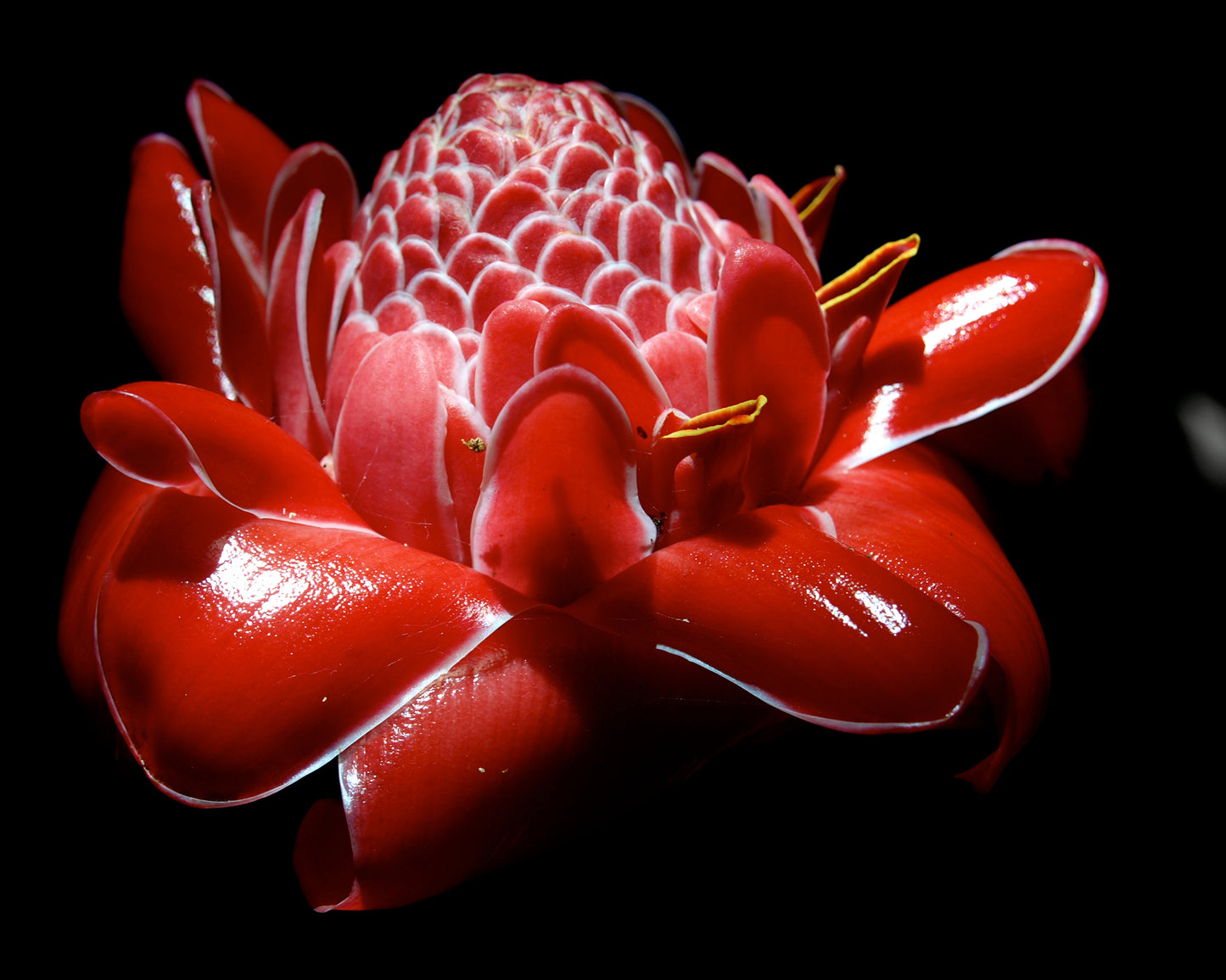 Torch Ginger