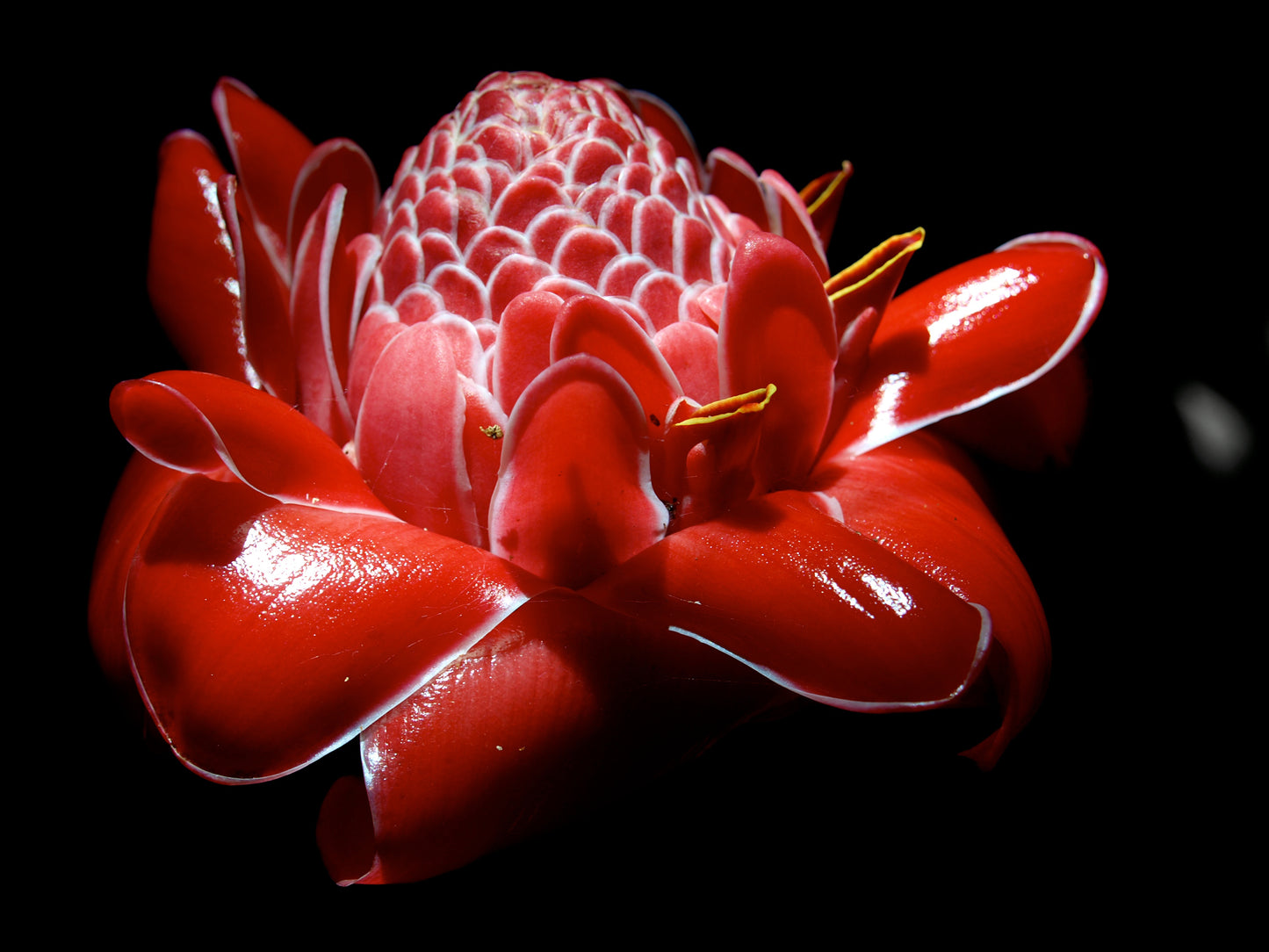 Torch Ginger