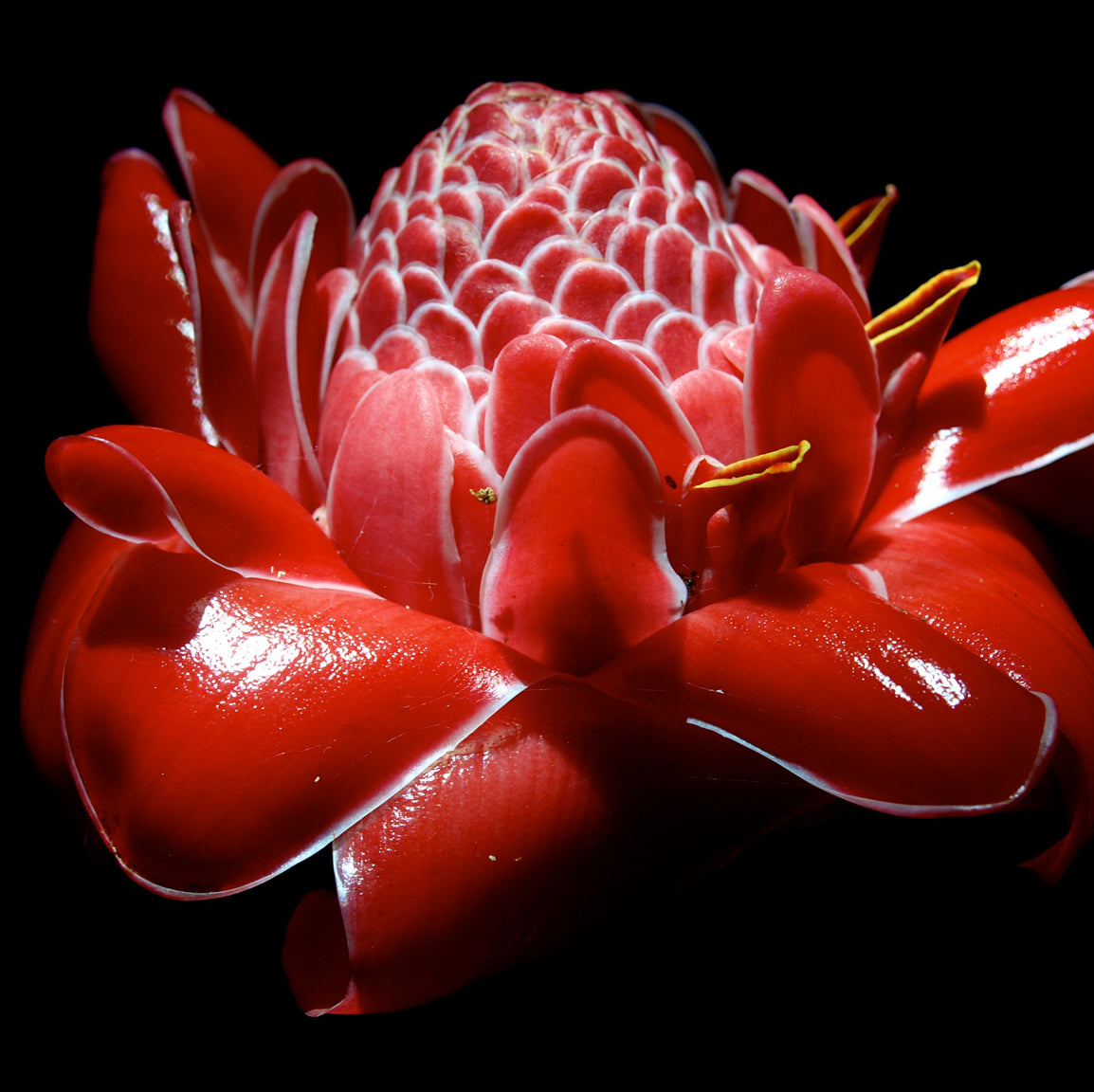 Torch Ginger