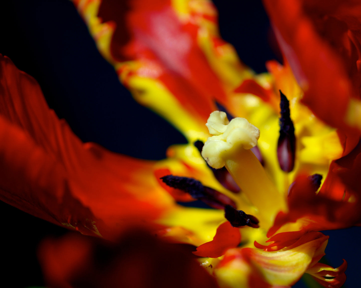 Parrot Tulip