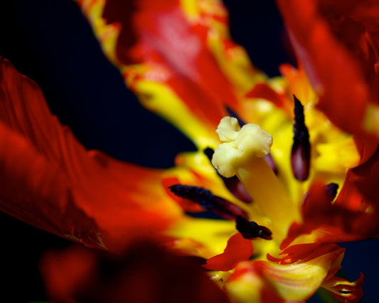 Parrot Tulip