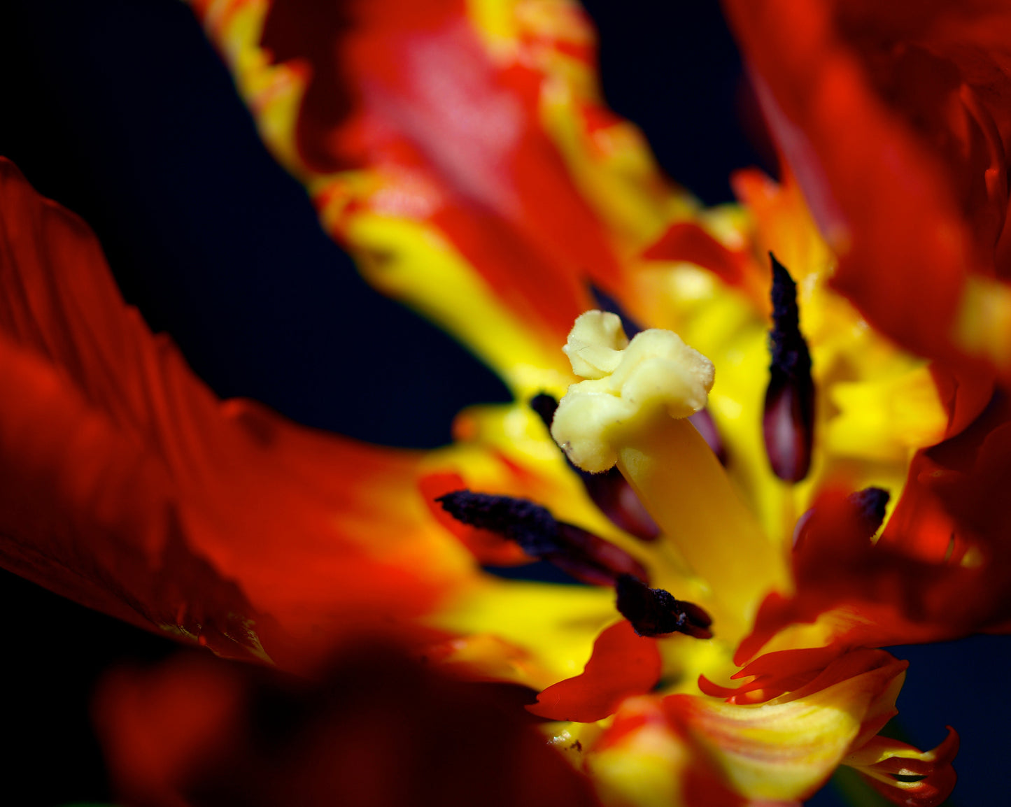Parrot Tulip