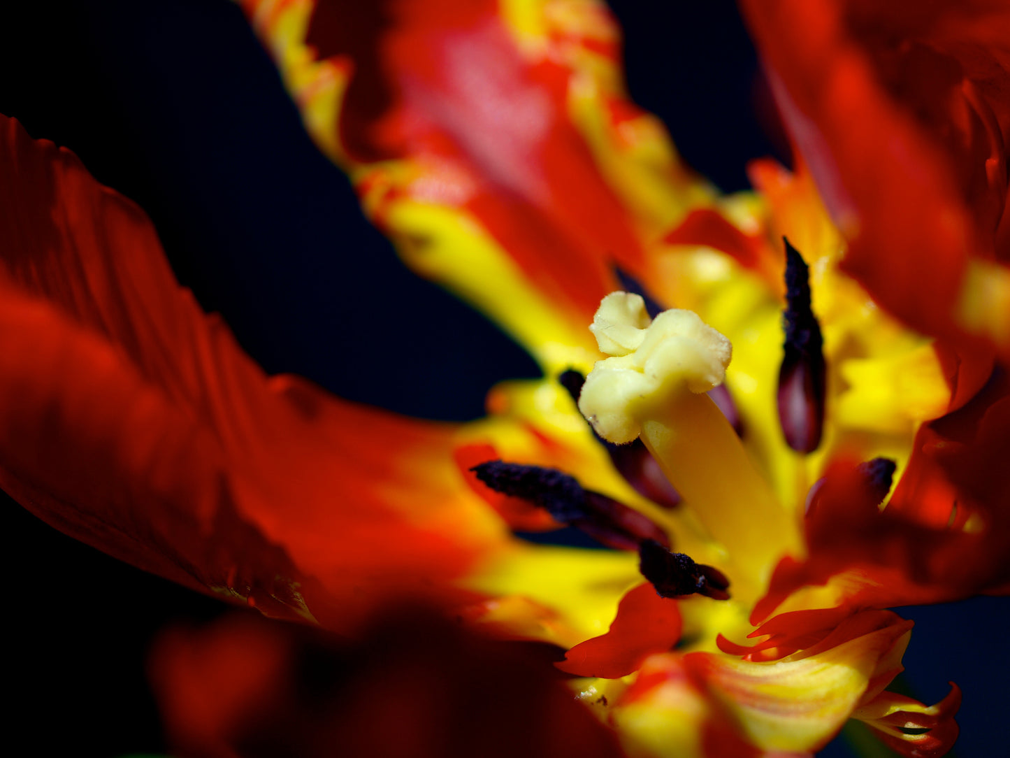 Parrot Tulip