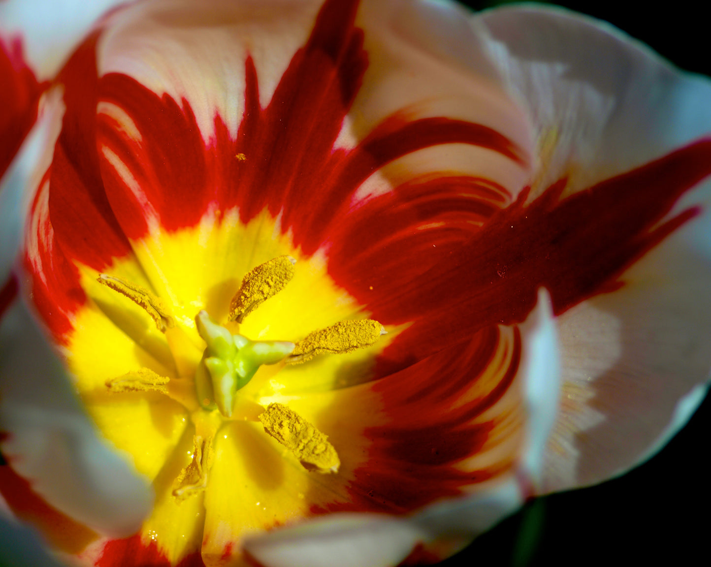 Triumph Tulip