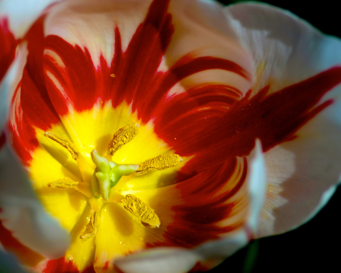 Triumph Tulip