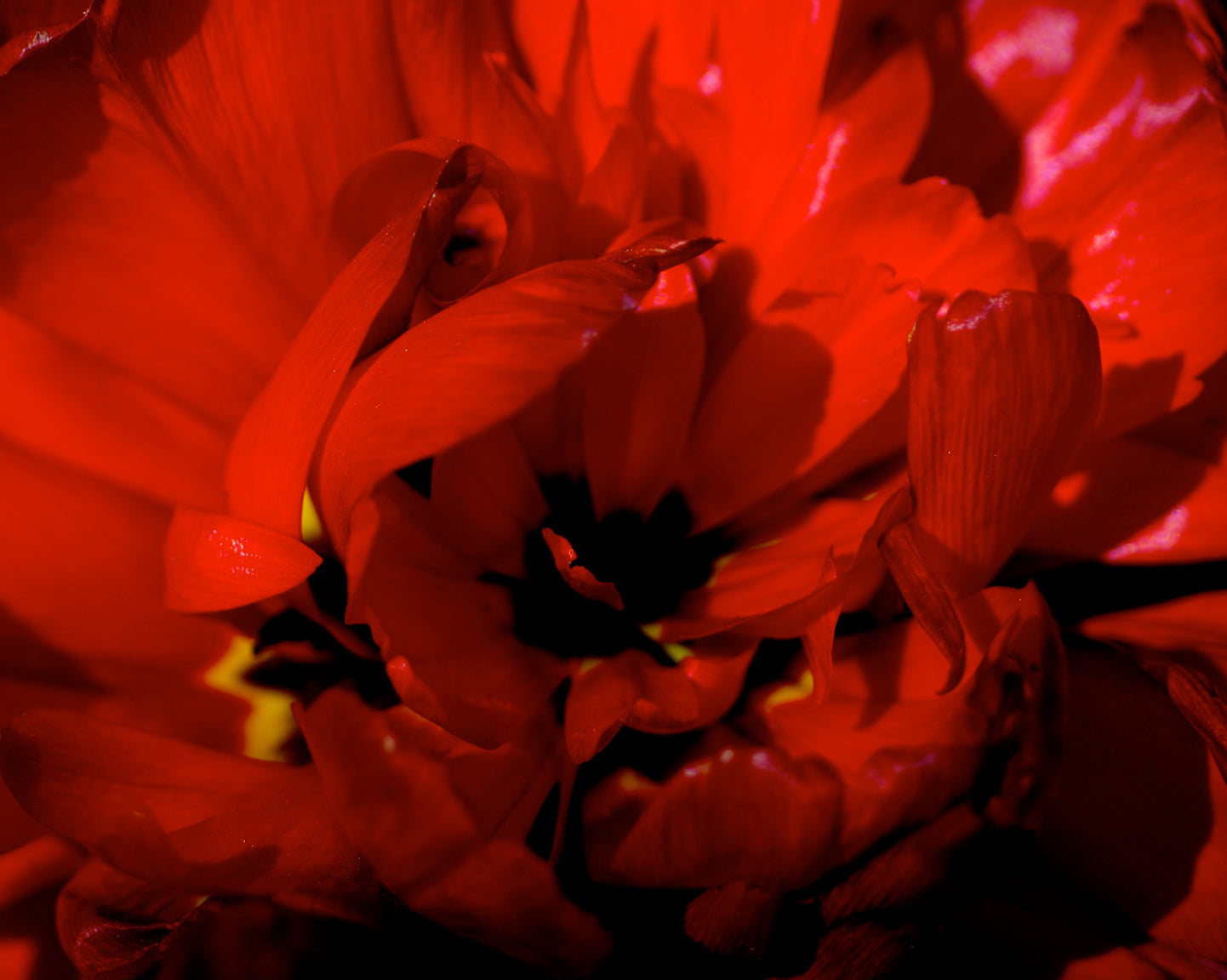 Flaming Parrot Tulip