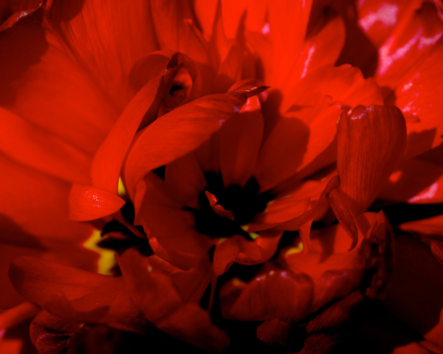 Flaming Parrot Tulip