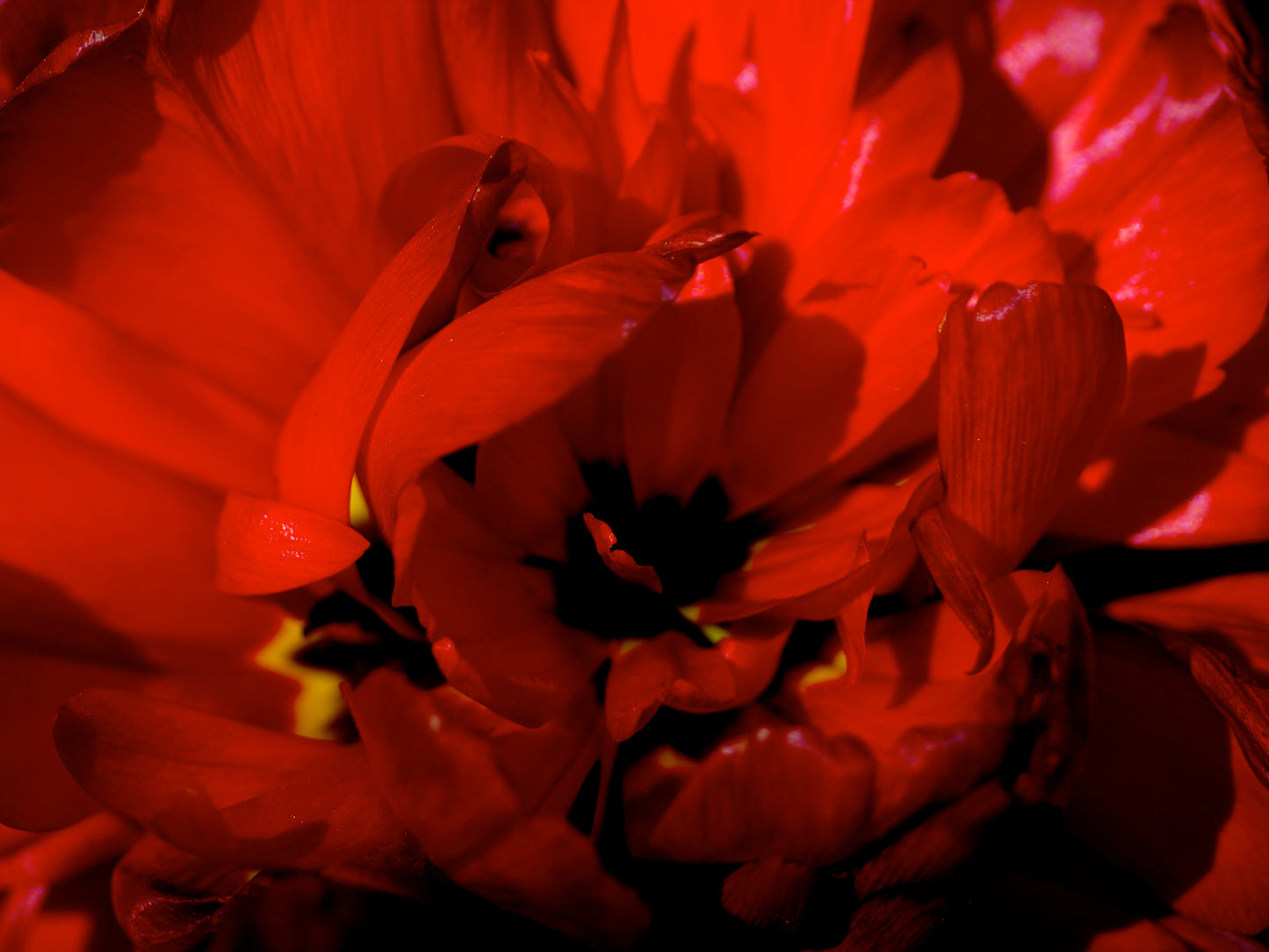 Flaming Parrot Tulip