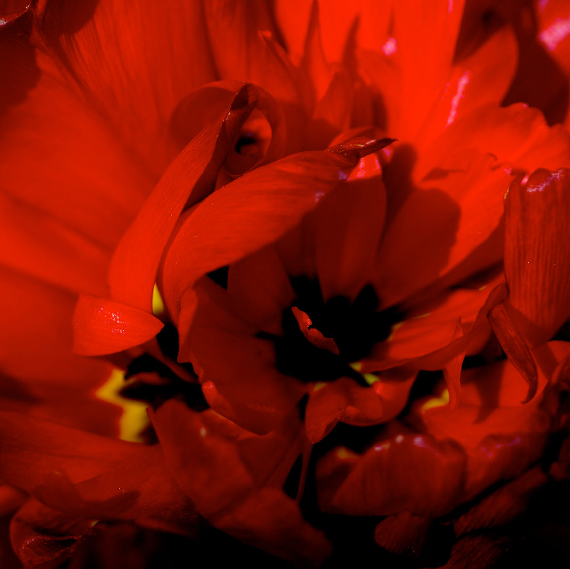 Flaming Parrot Tulip