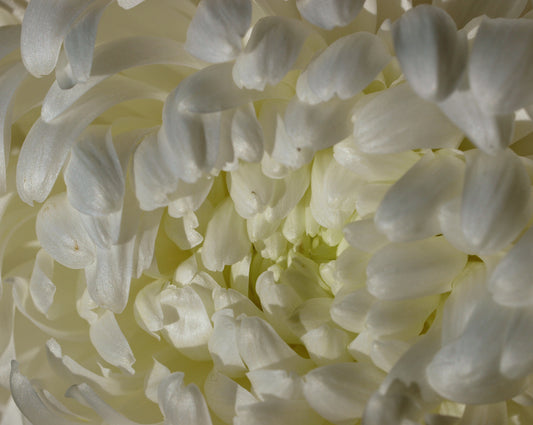 Chrysanthemum